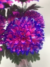 Nine wide Dutch chrysanthemums details Picture